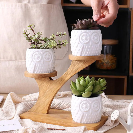 Stylish Succulent Pots for Indoor Plants