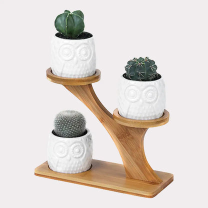Stylish Succulent Pots for Indoor Plants